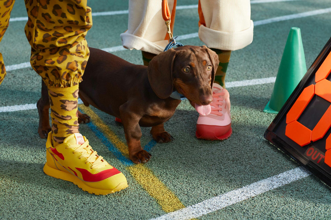 Reebok x The Animals Observatory: A love story