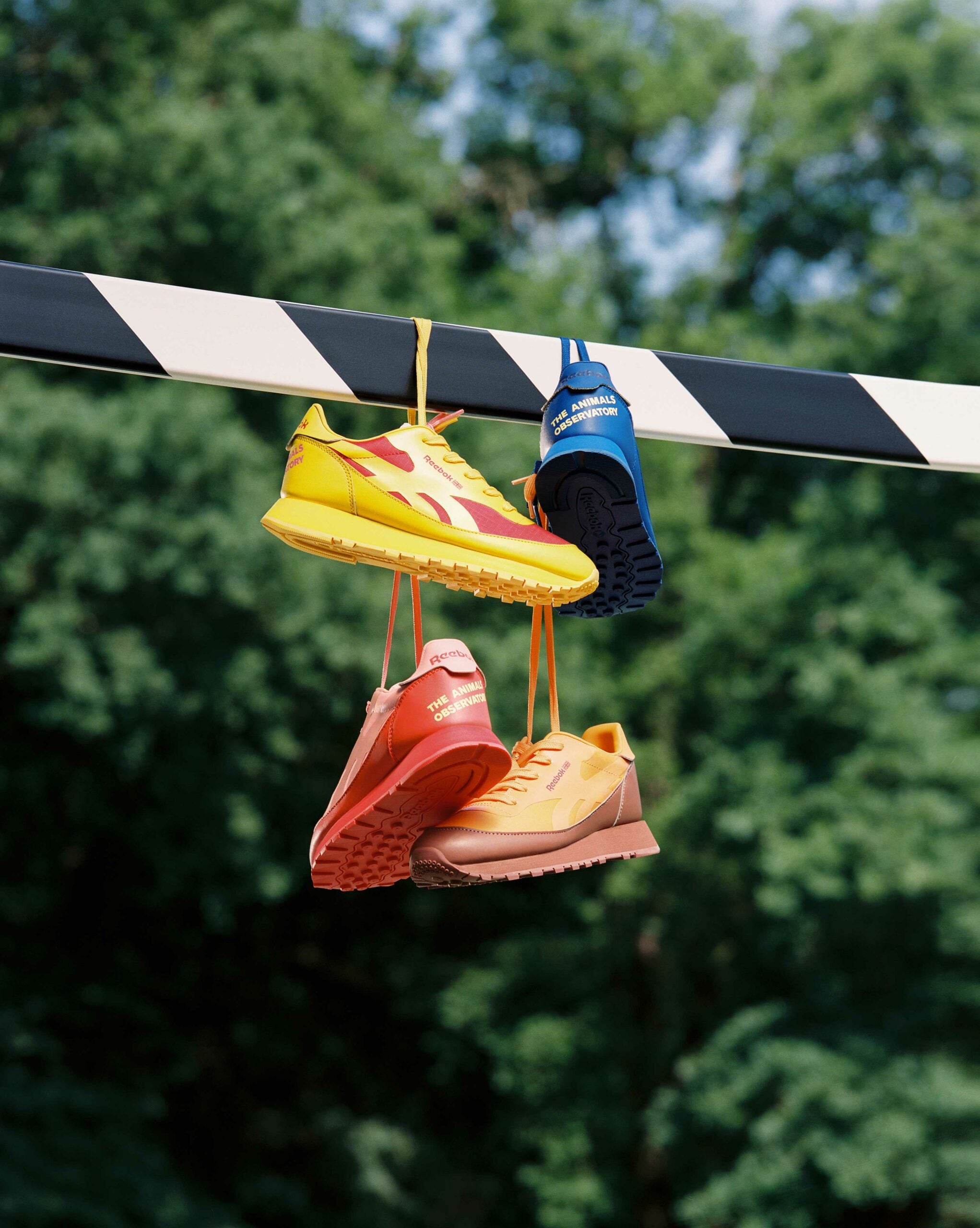 Basket reebok the animal observatory Clearance